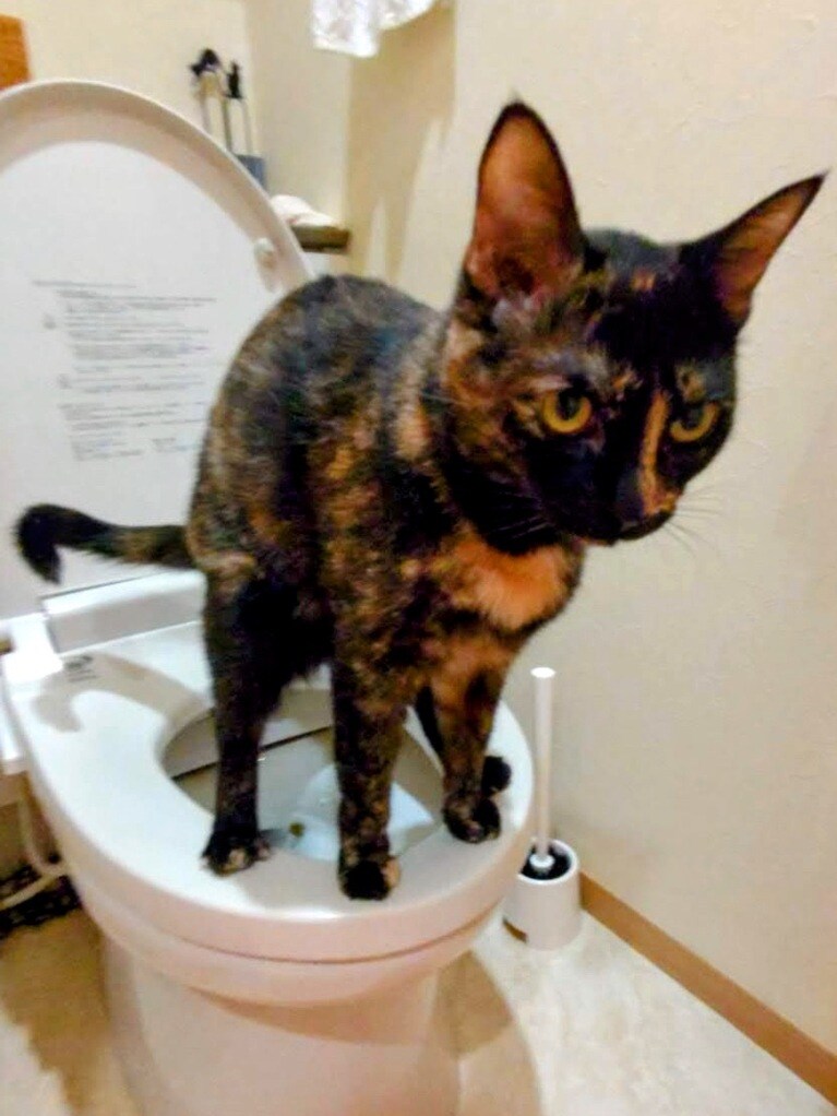 蘭 ♀ 3歳。蘭は水洗トイレでトイレします（縁蘭かあさんさん）