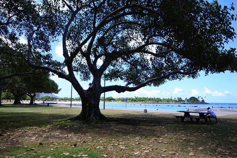 ビーチの背後には大樹が涼し気な木陰を作っています。ウェディングフォトの人気スポットでもあります。