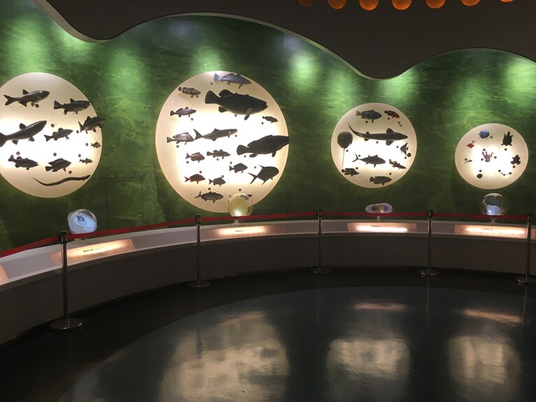 実物大の模型なども展示されよりリアルな生態を感じることができる。