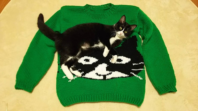 うちの子ベストショット①ハナとハナの手編みのセーター。ハチワレ模様のチャームポイントが忠実に再現されています。「マリとハナが好きすぎて似顔絵セーターも編みました。ホゥ。」