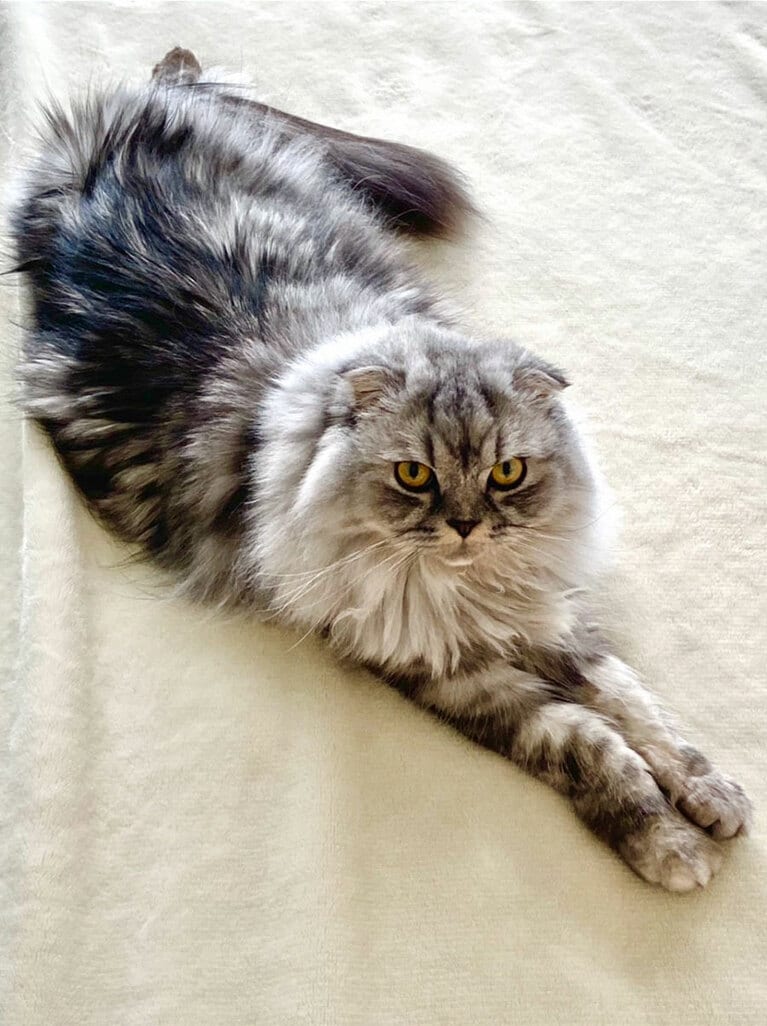Louis（ルイ） オス 3歳。スコティッシュフォールド、ロングヘア、目の色はイエローです（lishamrockさん）。