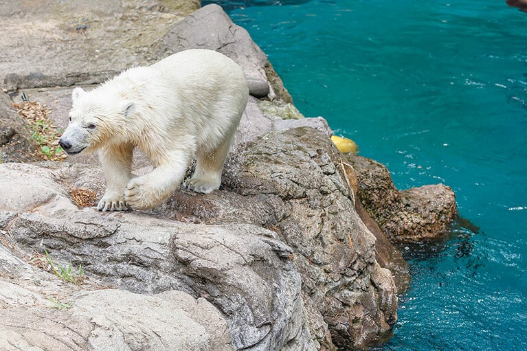 水遊びが大好きなライ。