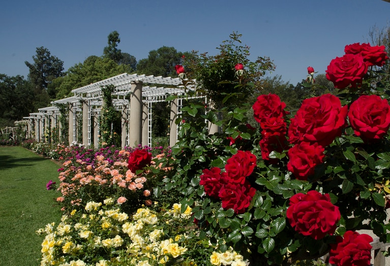 バラが美しい「ザ・ハンティントン」。© The Huntington