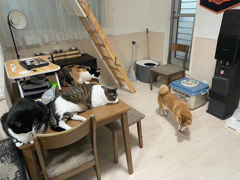 うちの子ベストショット⑤「りき丸と猫達が仲良くなるのはまだ時間かかりそうです」