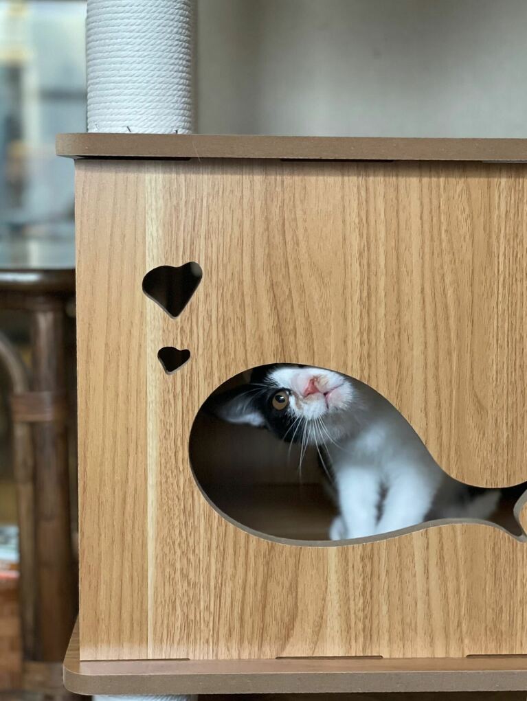 ミッポ ♀ 4カ月。きゅるんとした顔とキャットタワーの模様が絶妙にマッチしていてかわいかった！（あやこさん）