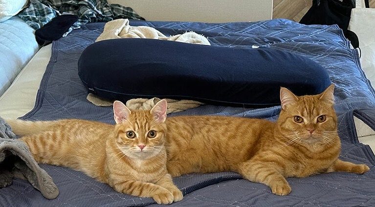 まるとまるみ ♂ 4歳（まる）と1歳（まるみ）。仲が良いとは言えない2匹ですが、なぜかいつも近くにいます。くつろいでいるように見えますが、この5秒後にはとんでもない喧嘩に発展します。喧嘩が始まるときは、大抵どちらもお腹が空いてイライラしている時だ、ということが最近わかりました笑（ざわひろさん）