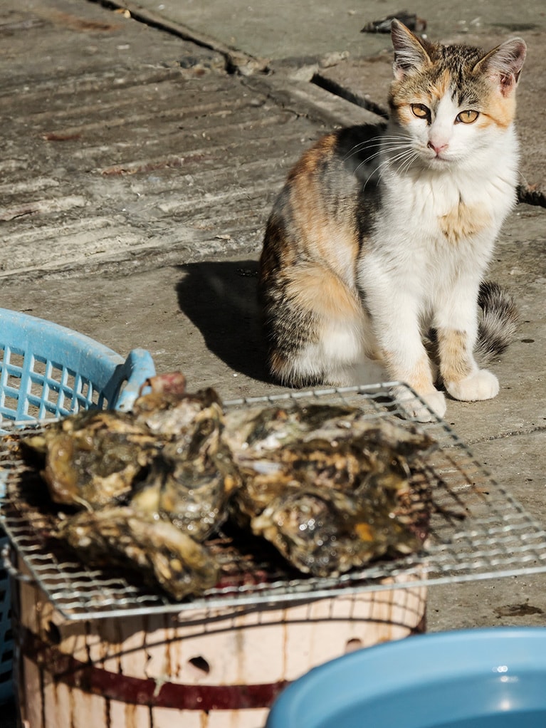 「『牡蠣』早く焼けないかニャ～♪ そろそろシーズンも終わりだニャァ……」