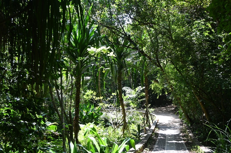 島内に一歩入ると、熱帯雨林。幾千もの鈴を鳴らしたような、セミの声に包まれます。