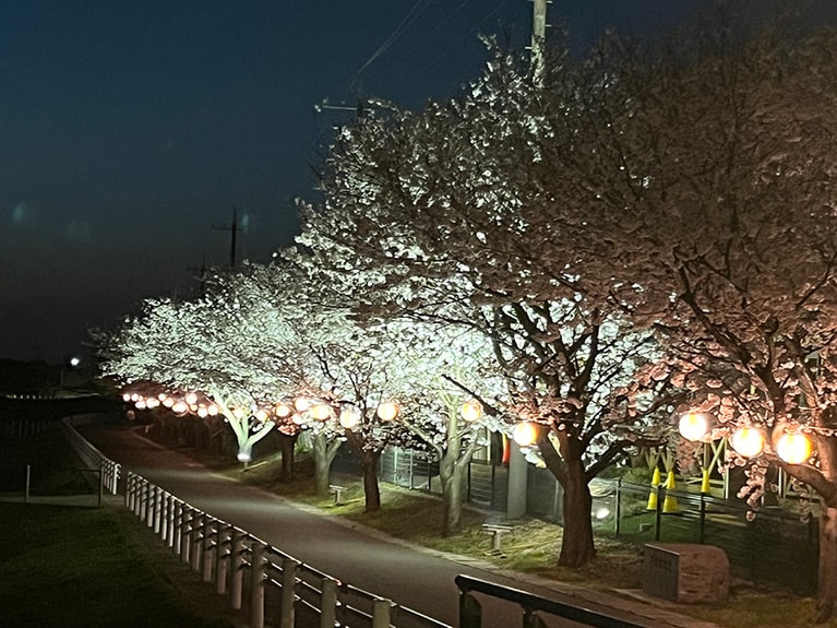由良川桜並木（鳥取県北栄町）