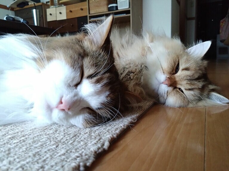 LukeとTigaro ♂ 3歳、2歳。弟のTigaroは兄のLukeの事が大好きなんですが、ヤンチャで天真爛漫な弟を兄が激しくグルーミングすると結局最後は取っ組み合いになってしまってなかなか兄弟がくっ付いてる場面は見れなかったんですけど…奇跡が起きたんです!!（^^）