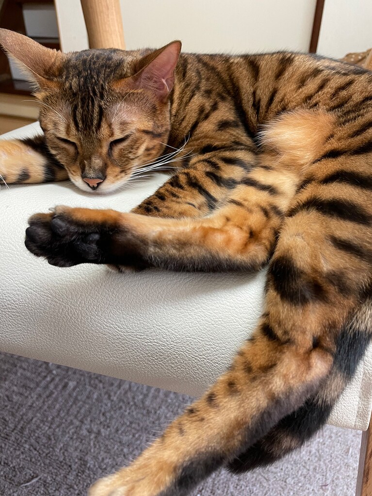 りん ♀ 4歳。りん、ベンガル4歳女の子。りんは我が家の長女の高校生、次女の小学生に続く、三女のおてんば娘です。家の中を飛び回った後は決まってママの席へ。この日もリラックスタイムに入ったところをパシャリ。「さてひとやすみ、ひとやすみ」。