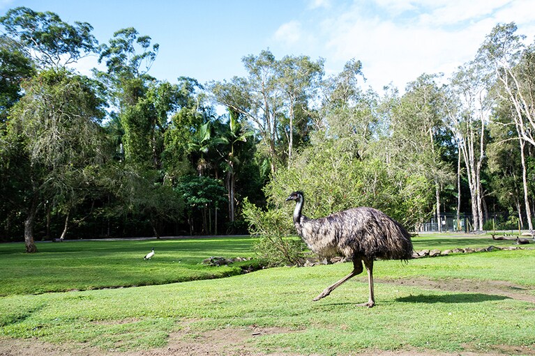 園内を悠々と歩くエミュー。