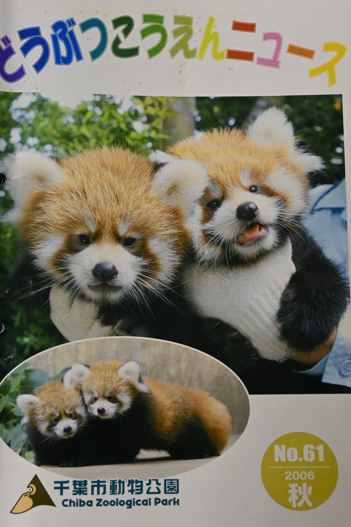風太・チィチィ夫妻に待望の子が生まれた時には、千葉市動物公園発行のどうぶつこうえんニュースの表紙を飾った