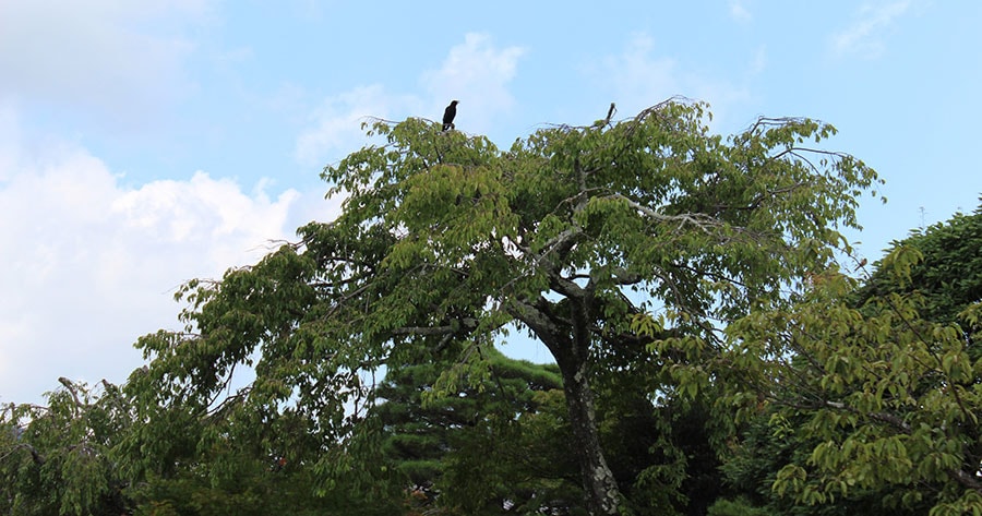 「いろトリどり展」からの帰途、大堰川添いの木の上に一羽のカラスが。見送ってくれているよう。