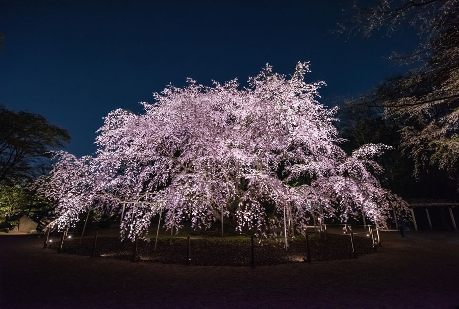 【東京都】六義園のしだれ桜。