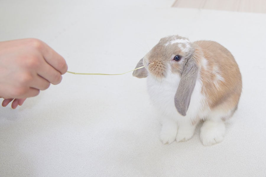 もぐもぐ動きます。