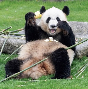 専用 シャンシャン 彩浜 楓浜 シャンシャン694日齢 2019年5月7日撮影