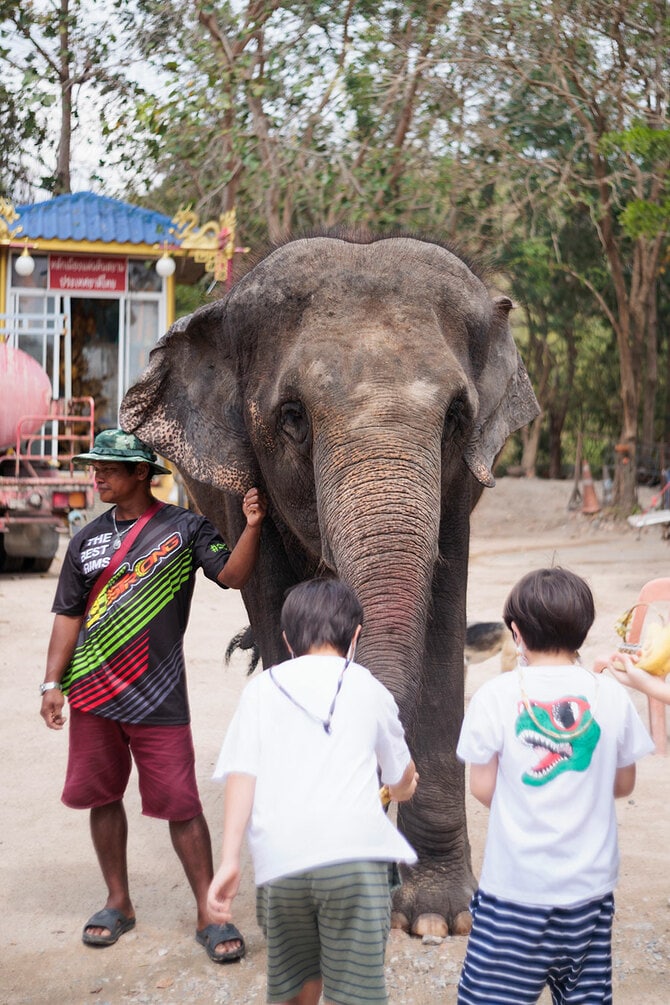 タイ・77歳の象が安らかに過ごす場所 ハッサディン・エレファント