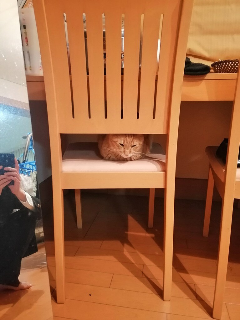 ミー ♂ 10歳。学校から帰ってきたら椅子の背もたれの隙間から何かキラっと見えたので明かりをつけてみたらうちの猫でした