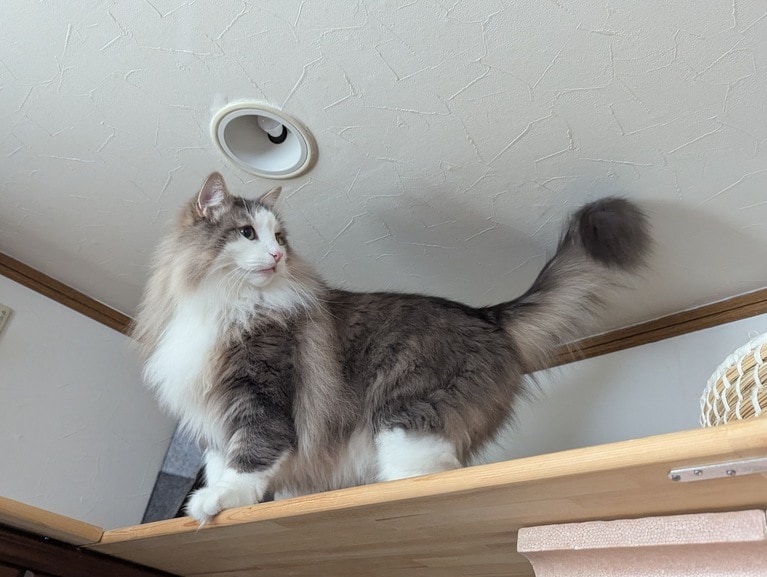 マロ ♂ 8歳。「スタイル抜群、大きな身体と涼やかな顔、長い尻尾が自慢です。でも、身体に似合わずビビリで甘えん坊なんです」（飼い主さんより）。