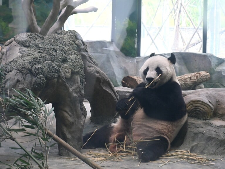 華豹。（筆者撮影）