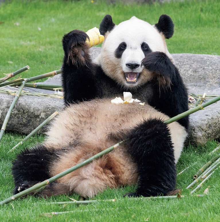【結浜（ゆいひん）メス／7歳】幼いころの結浜は、赤いリンゴを食べて青いリンゴは食べないなど、なかなかの偏食家だったが、最近はなんでもおいしそうに食べるようになったそう。