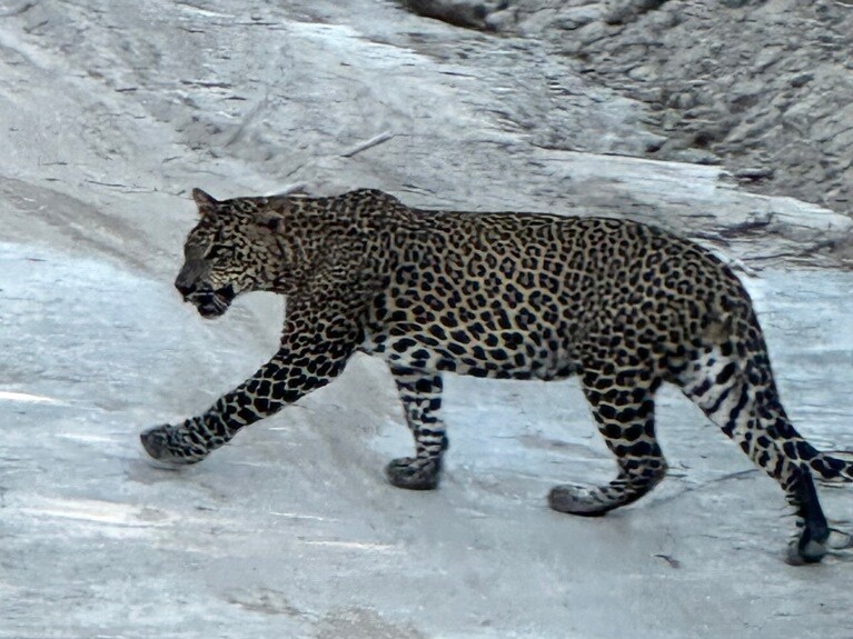 優雅に現れ、すぐに森へ消えていったヒョウ。iPhoneカメラのズームでなんとか撮影。