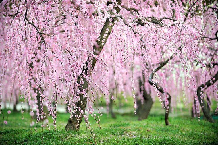 しだれ梅まつり／愛知県