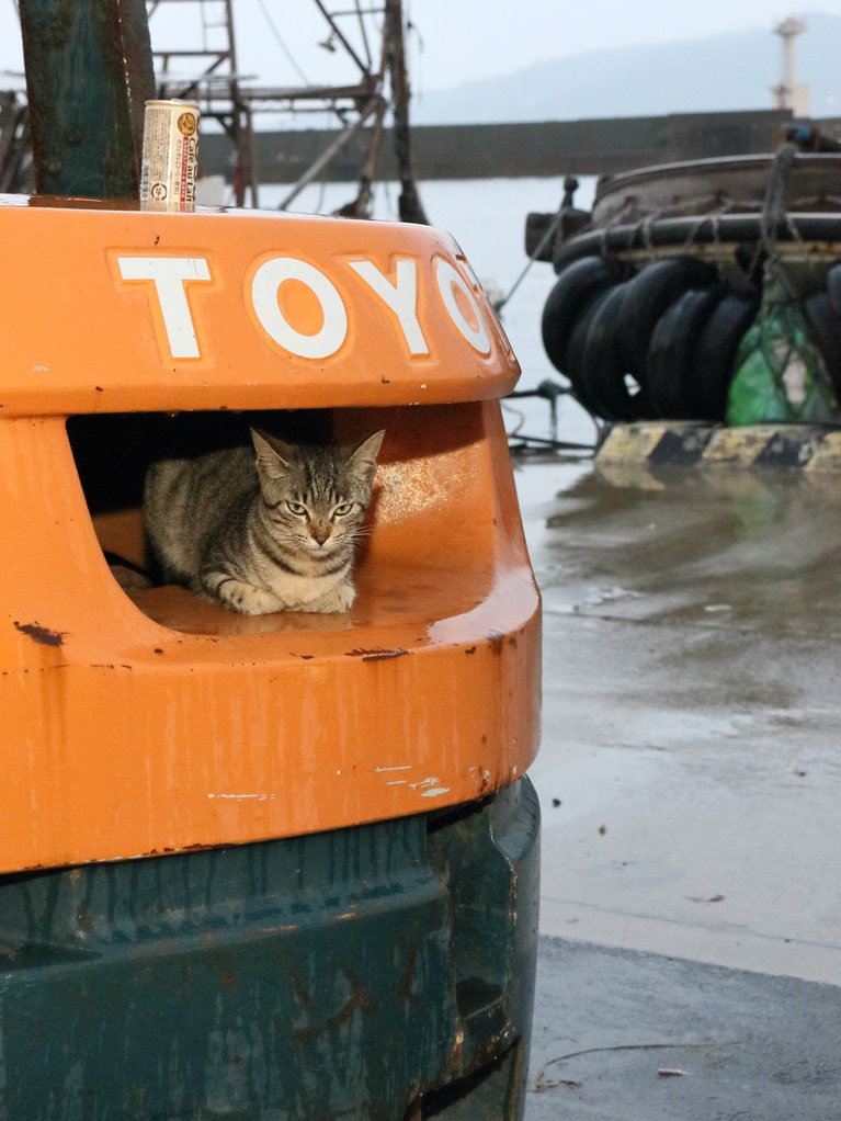 「今年もよく降ったのニャ……『お気に入りの場所』で『雨宿り』するのニャ！」