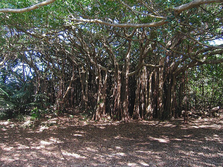 立派なガジュマルがずらりと並ぶ光景は壮観。