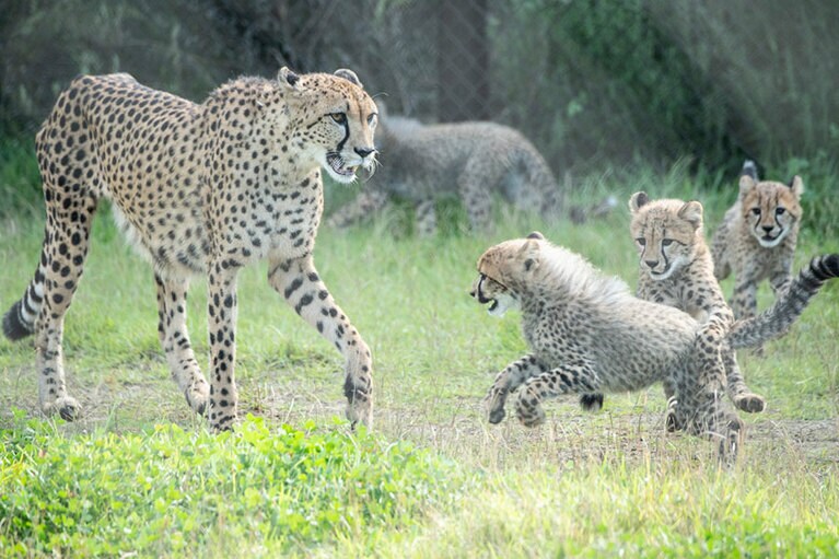 子どもたちはズラヤお母さんが大好き。
