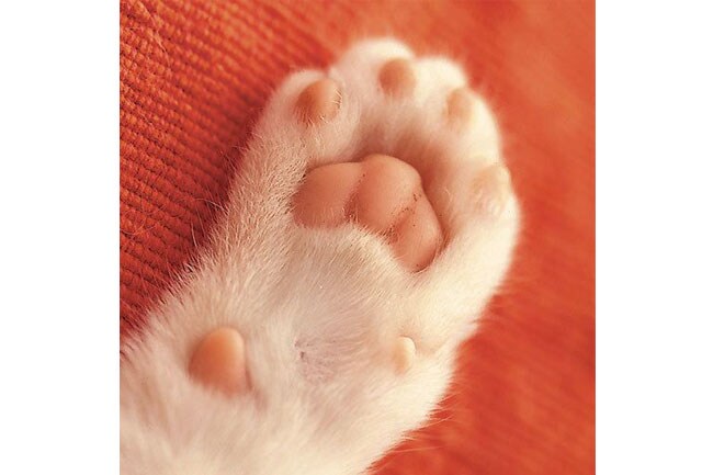 全部ピンク　誰からも愛される【梅干しタイプ】。