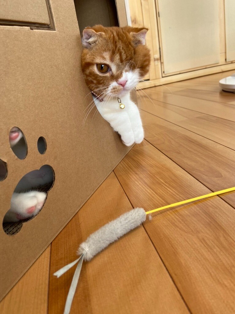 マサムネ ♂ 4歳。遊びをおねだり（purnamaさん）