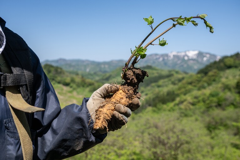 立派なツルニンジンを収穫。滋養強壮に効果があるといわれる根の部分は、焼酎に漬けて薬膳酒にしたり、はちみつ漬けもおすすめだそう。