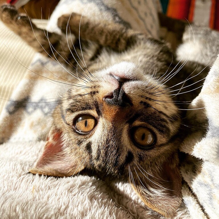 シンバ ♂ 0歳。甘えながら一緒に日向ぼっこ♡♡