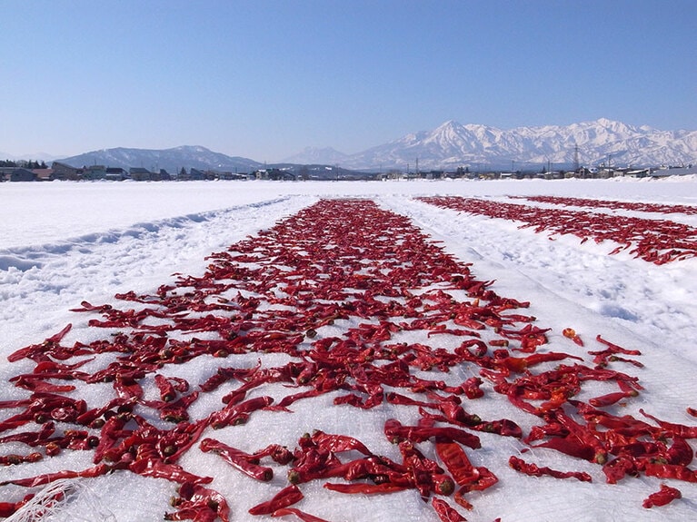 【新潟県】雪さらし。