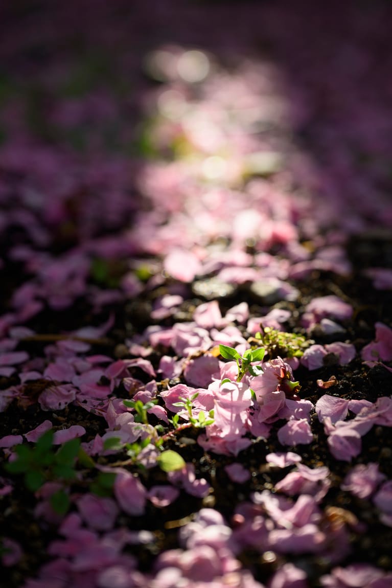 《早春の絶景散歩》紅白の梅の先には瀬戸内海、園内には古墳も！西日本随一の梅の名所「綾部山梅林」へ【兵庫県】