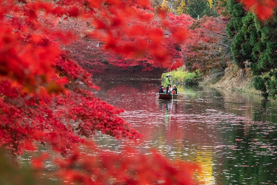 弘前城菊と紅葉まつり。