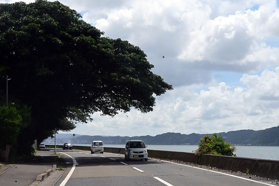 桜島を一周する海沿いの道路はドライブもごきげんです。