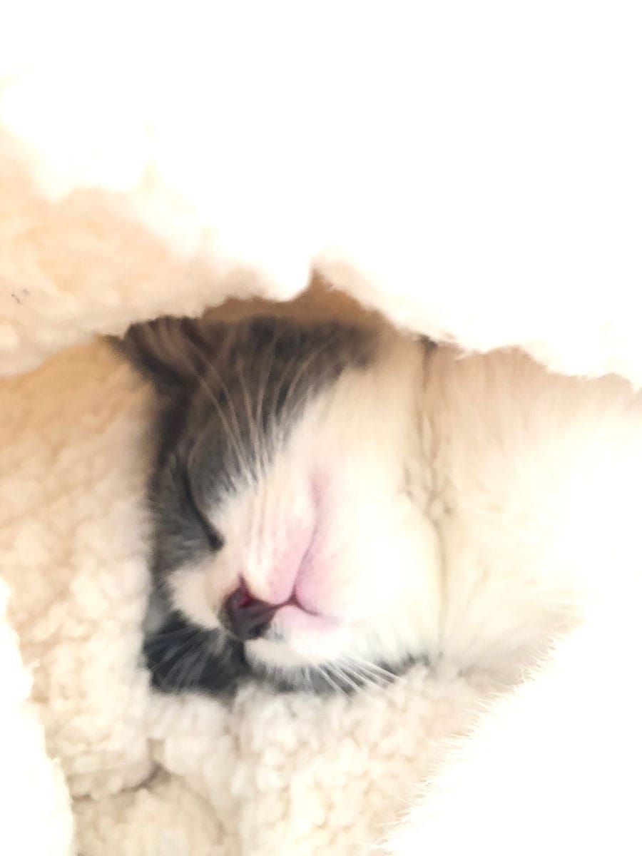 グリ ♂ 4か月。大好きな毛布に包まれて寝ているグリです。見ているだけで癒しの時間を感じる1枚です。