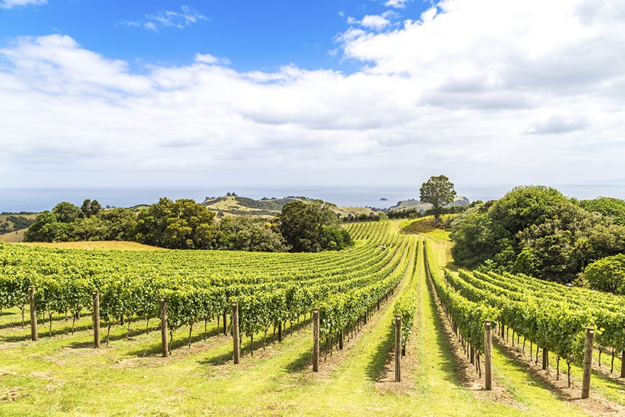 ニュージーランドの広大な自然を生かしたブドウ畑は、訪れる場所によってその表情もさまざま。カフェやレストランが併設されているワイナリーでは、風景も楽しみながらおいしい食事とワインがいただける。