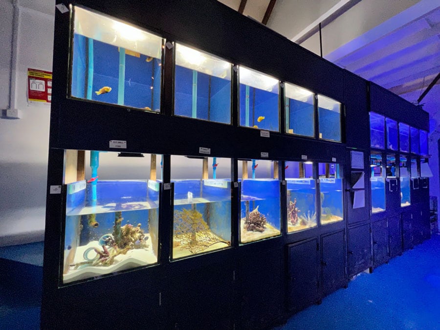 「マリン・ディスカバリー・センター」では、水族館などで人気の魚たちを繁殖させている。