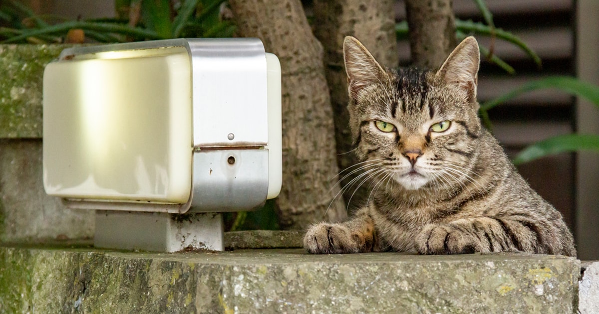 家の門柱で“ニャンシェルジュ”中の キジトラ猫「ご用件は僕にどうぞ