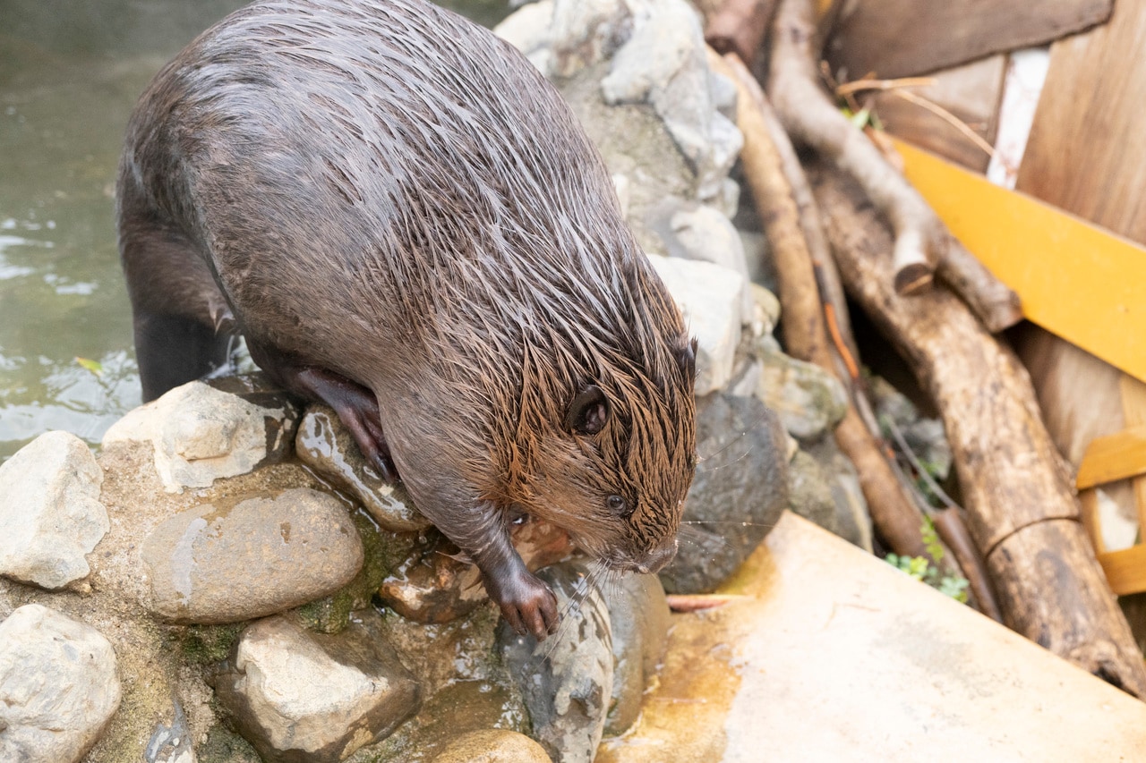 池からあがるねむ。