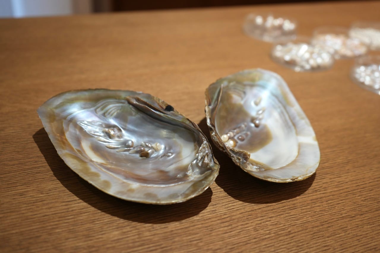 びわ湖真珠は、淡水に生息する池蝶貝で養殖する。