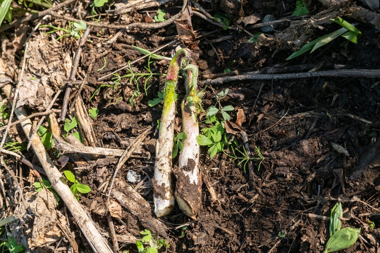 「今日のベストうど」を並べて記念撮影。白くて太いところが土に埋まっていた部分です。