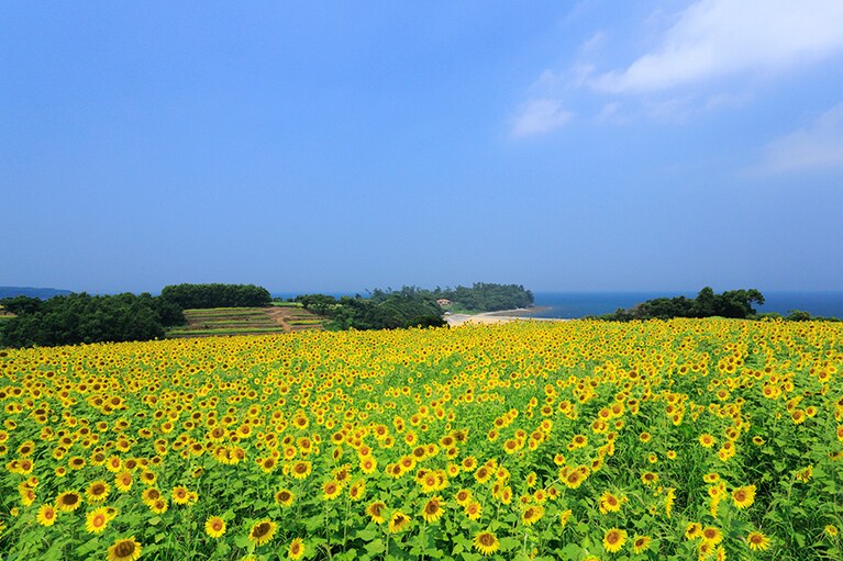 【大分県】花とアートの岬 長崎鼻。