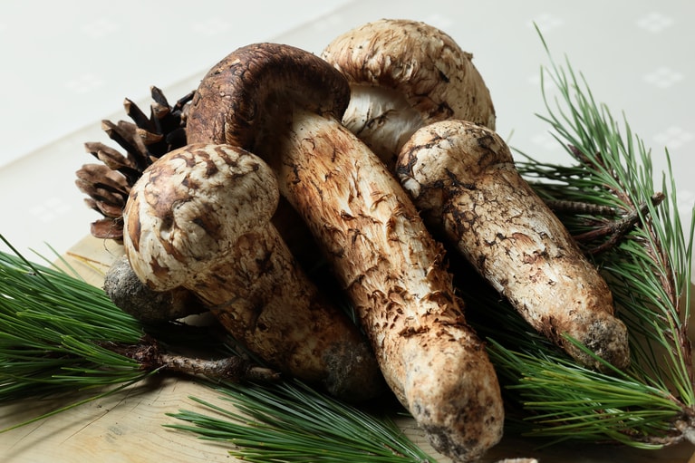 実際に見せていただいた松茸の大きさに、思わず惚れ惚れ。