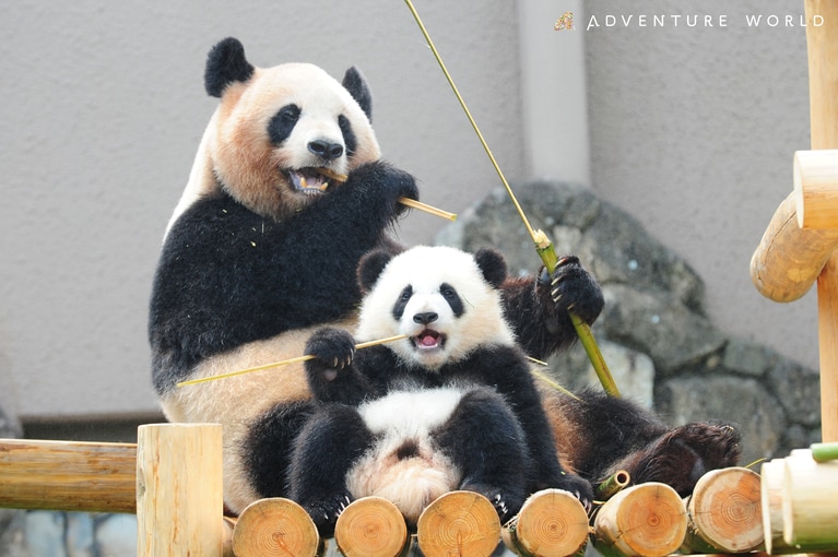 良浜と彩浜。©アドベンチャーワールド