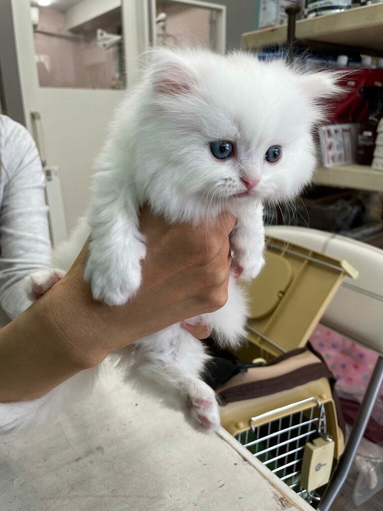 うちの子ベストショット④「みゅう君に初めて会った日。一目惚れしました」(ほしのディスコさん)